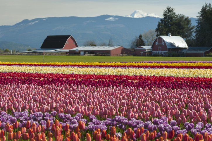 skagit-county-valley-tulip-field-and-mt-baker